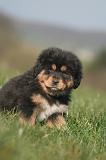 DOGUE DU TIBET 567